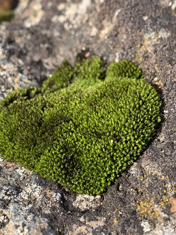 Grimmia mollis